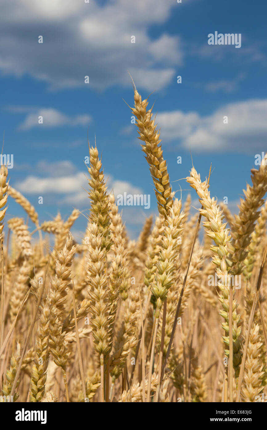 Maïs Pour la récolte et le ciel bleu Banque D'Images