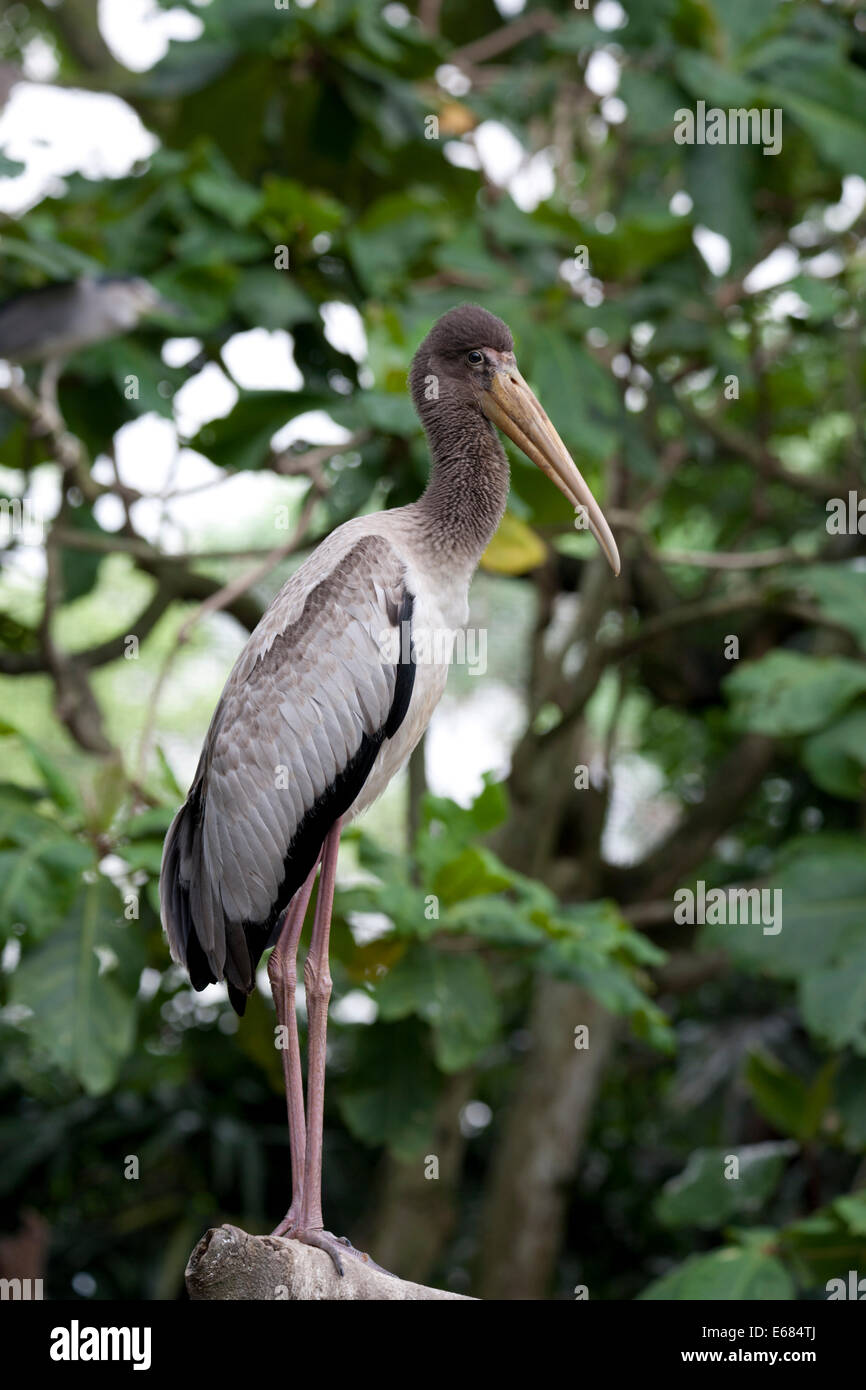 Portrait d'un bec jaune stork Mycteria ibis Malaisie Banque D'Images