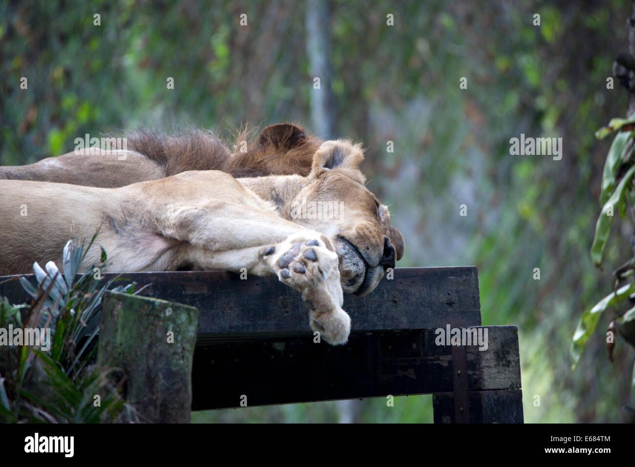 Lionne dormant Banque D'Images