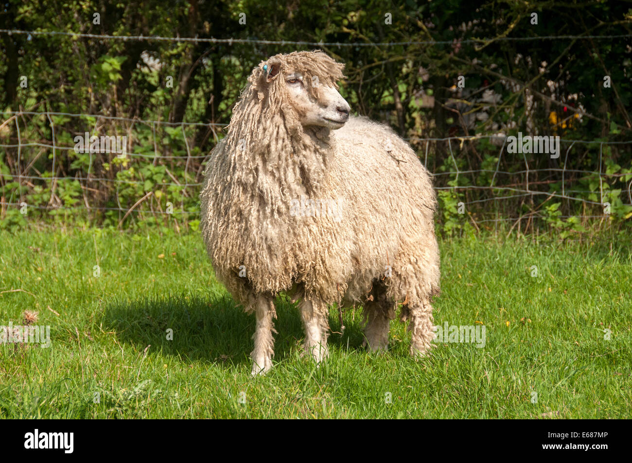 Somerset Moutons Cotswold Banque D'Images