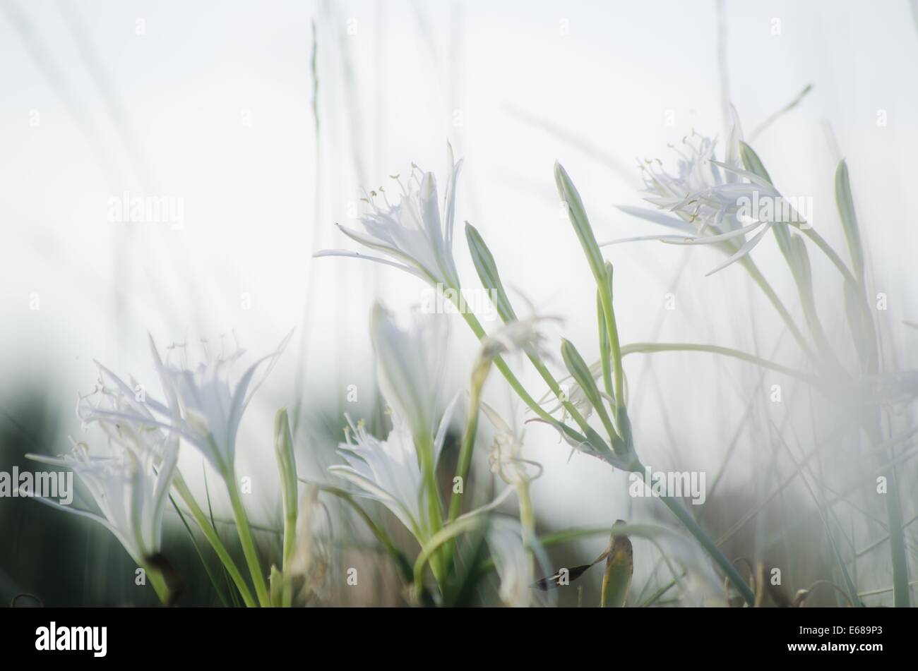 Pancratium maritimum (la jonquille de mer) Banque D'Images