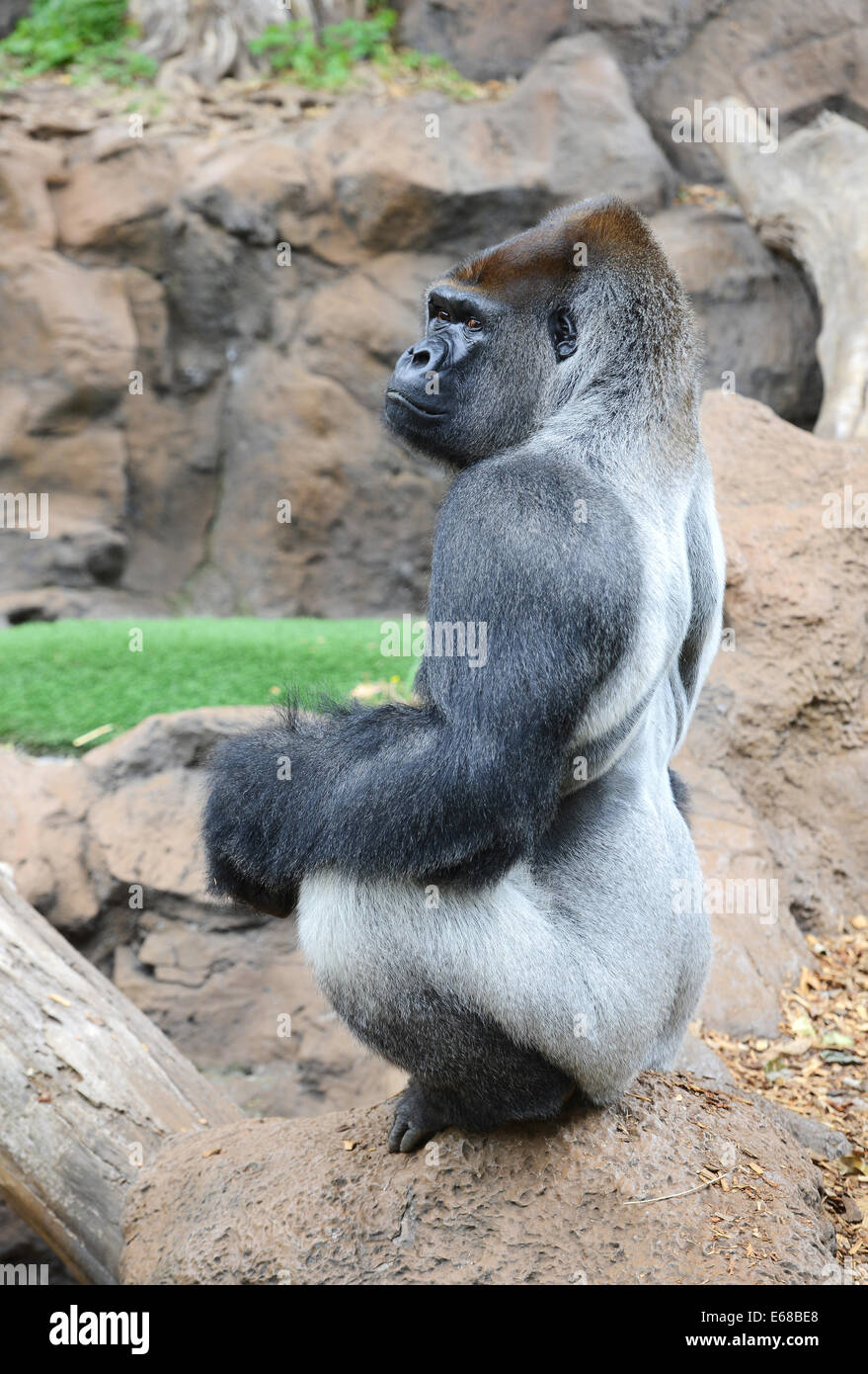 Loro Parque, Tenerife, Canaries, Silverback Gorilla, Loro Wildlife park ou zoo, Tenerife, Espagne Banque D'Images