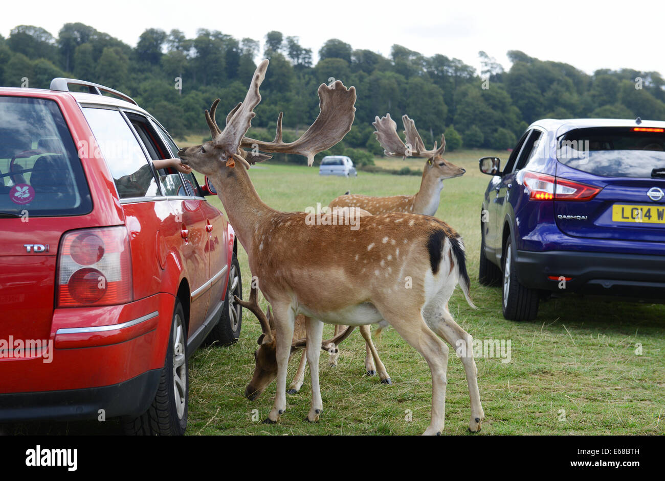 Longleat Safari Park, nourrir le daim, Wiltshire, Angleterre Banque D'Images