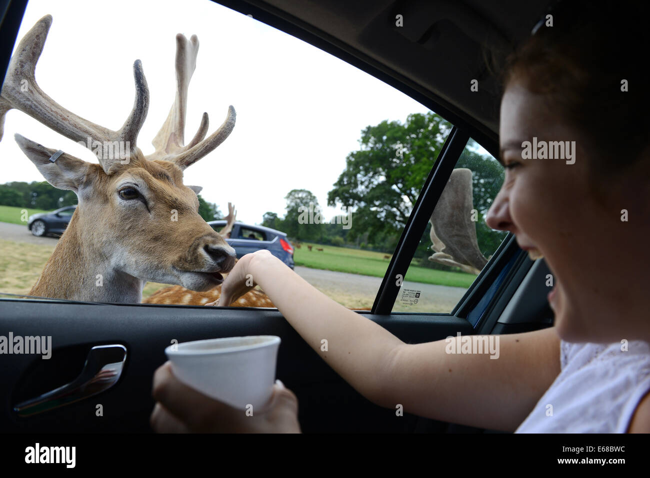 Longleat Safari Park, nourrir le daim, Wiltshire, Angleterre Banque D'Images