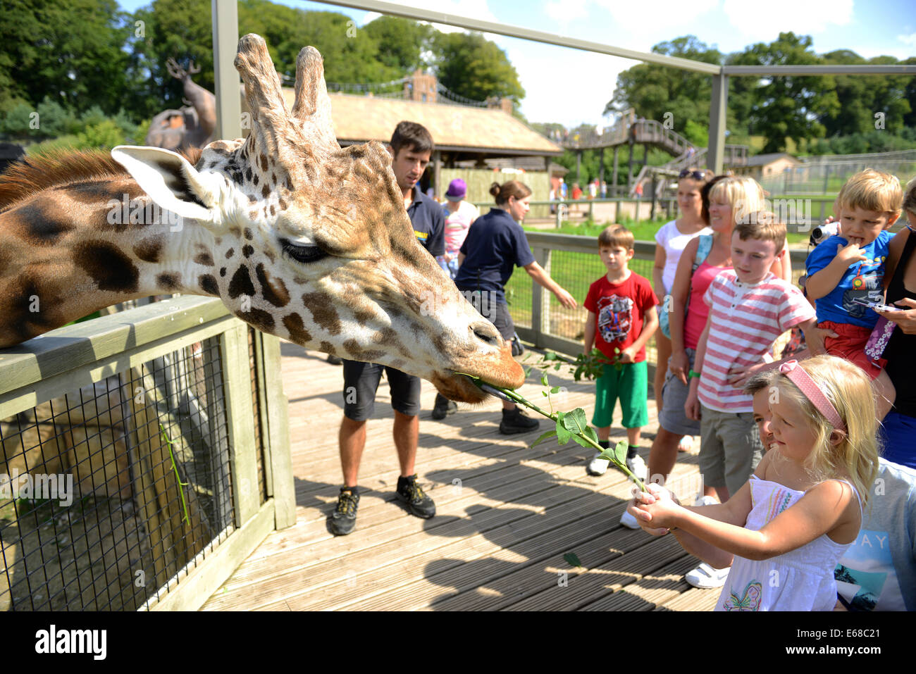 Longleat Safari Park, les touristes, les girafes alimentation Wiltshire, Angleterre Banque D'Images