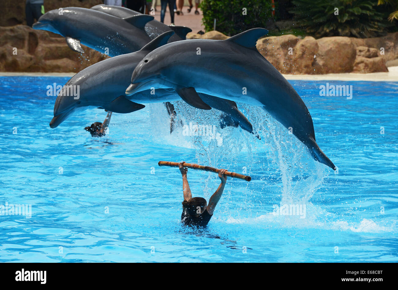 Loro Parque, Tenerife, Canaries, les touristes, les performances d'affichage Dolphin watch Loro Wildlife park ou zoo, Tenerife, Espagne Banque D'Images