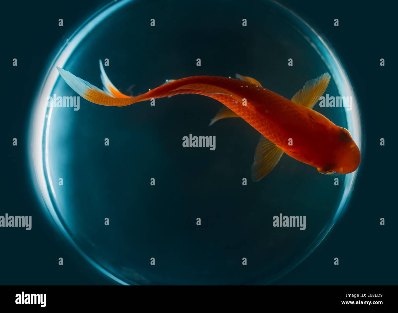 Une vue du haut vers le bas d'un poisson rouge au centre d'un cercle de lumière. Il a été photographié sur un fond bleu dans un studio Banque D'Images