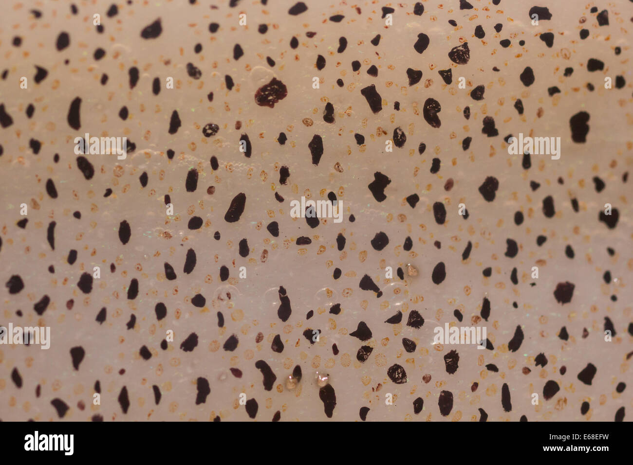 Calmar Loligo vulgaris européenne, l'chromatophores qui sont présents dans la peau de ces calmars qui sont utilisées pour l'affichage. Banque D'Images