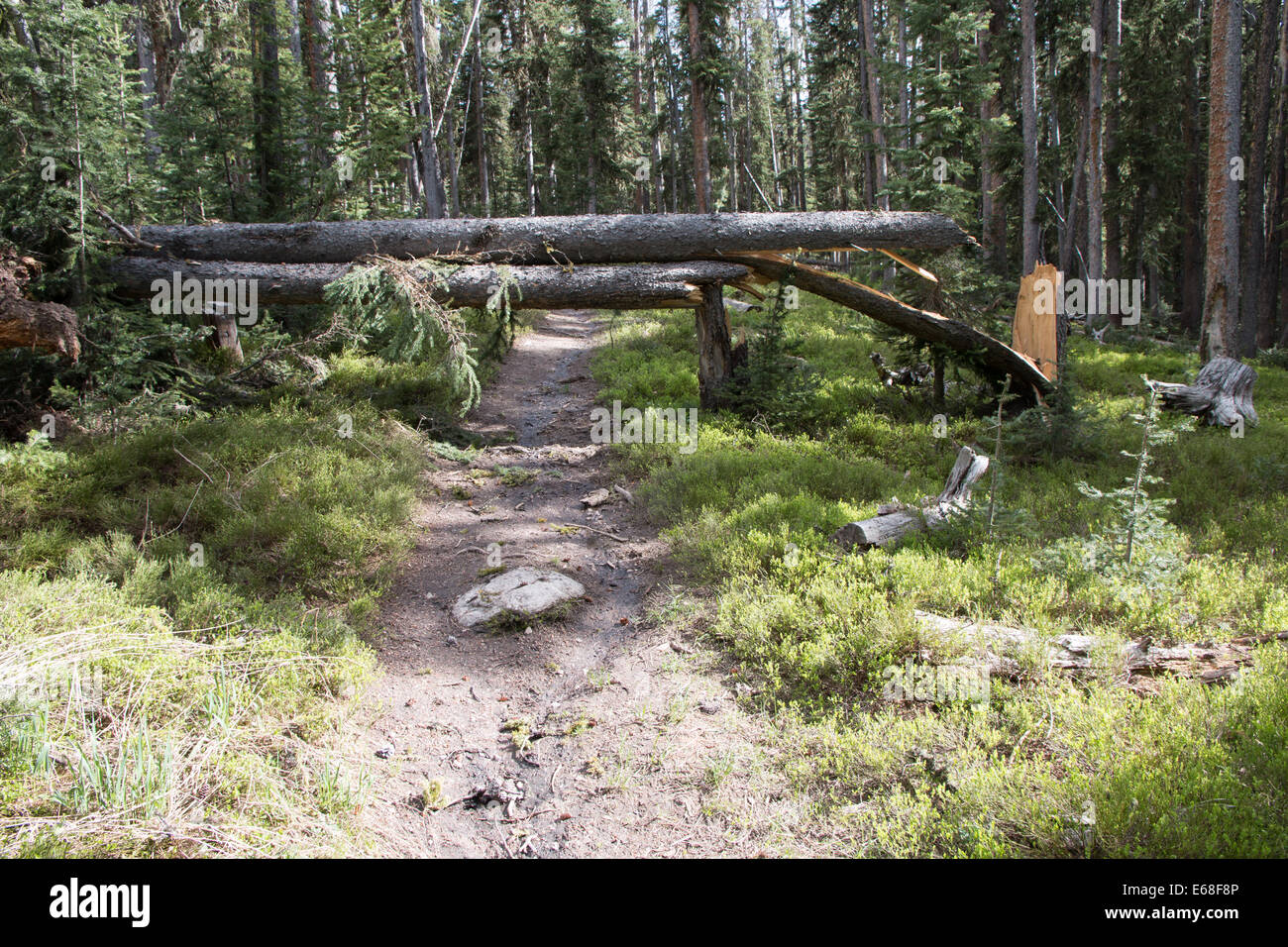 Les arbres tombés bloquant la piste Banque D'Images