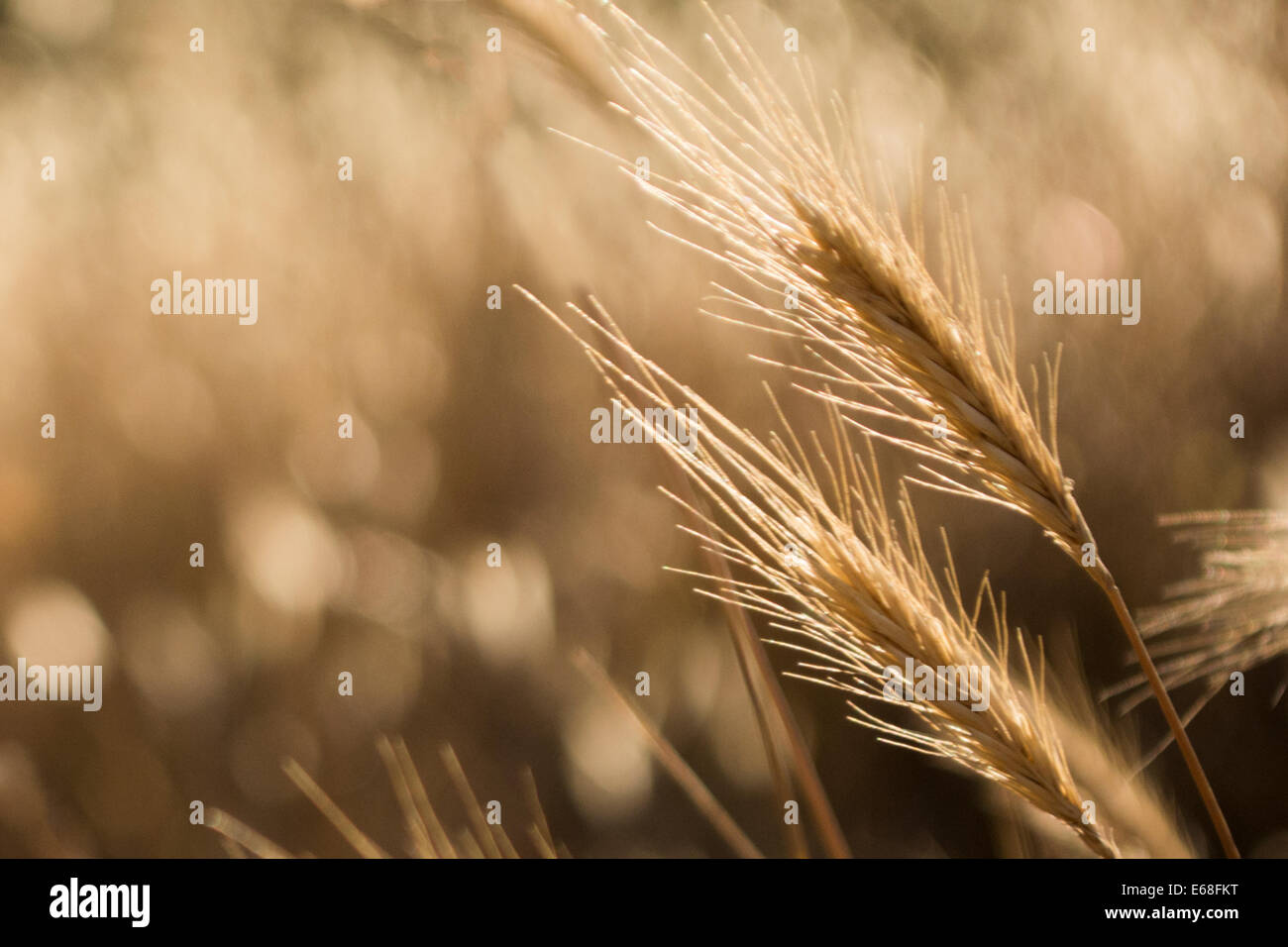 Herbe sauvage à golden evening light avec de beaux effets de flou en arrière-plan Banque D'Images