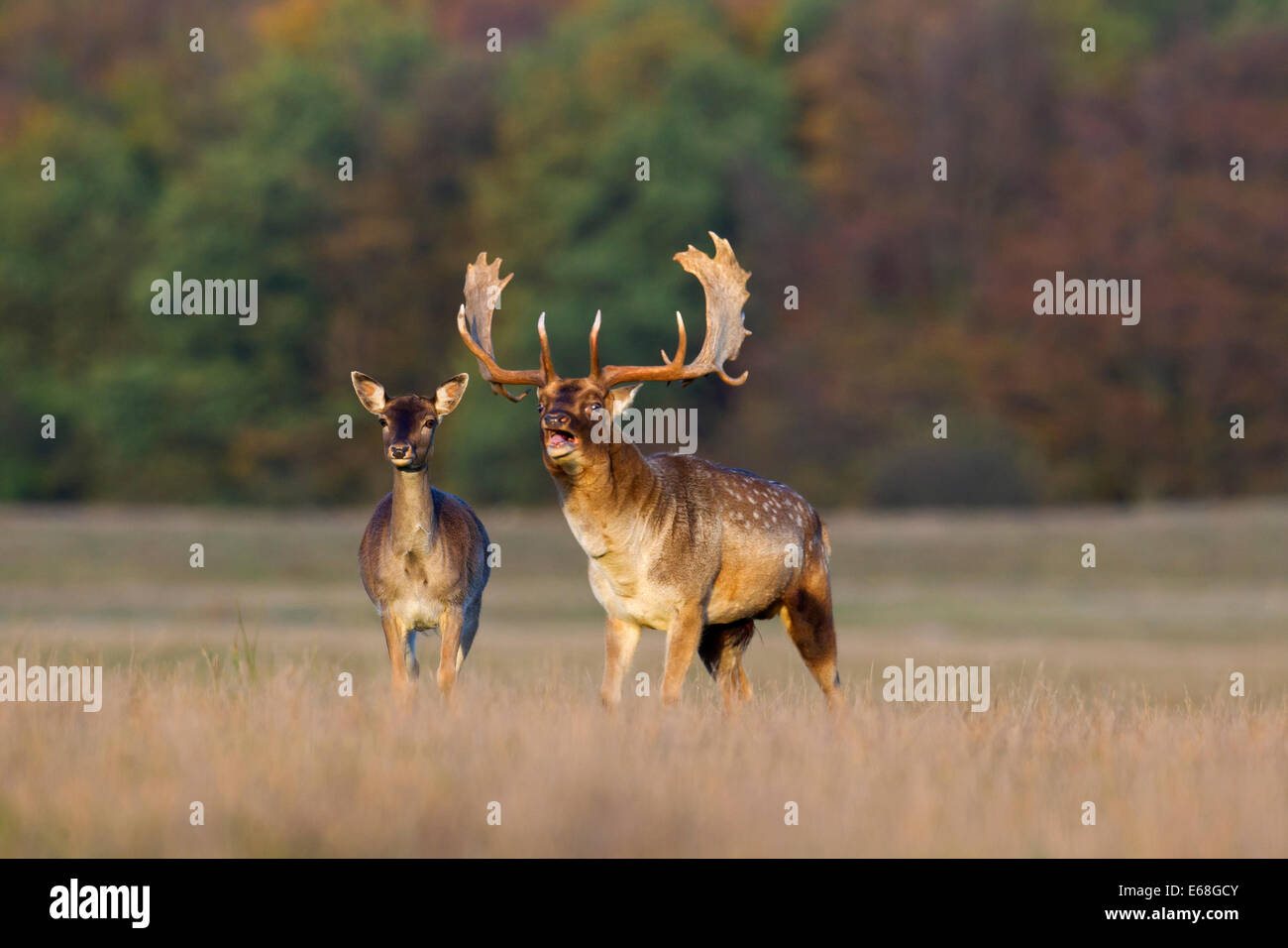 Le daim (Dama dama) biche et mâle beuglant pendant le rut en automne dans les prairies Banque D'Images