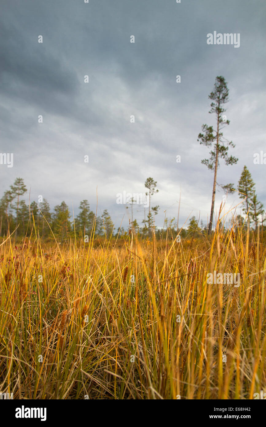 La Sibérie forêts.Yamal Banque D'Images
