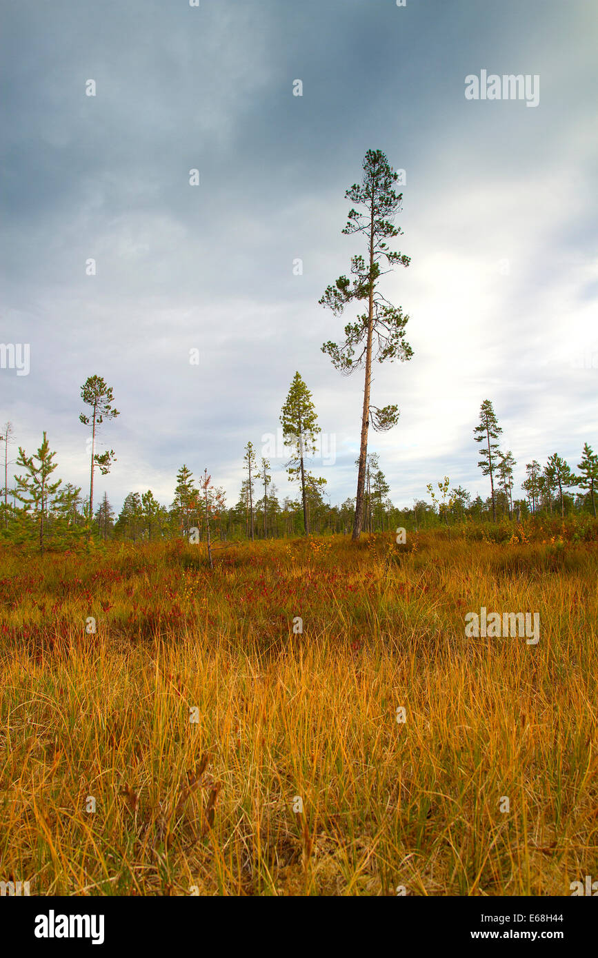 La Sibérie forêts.Yamal Banque D'Images