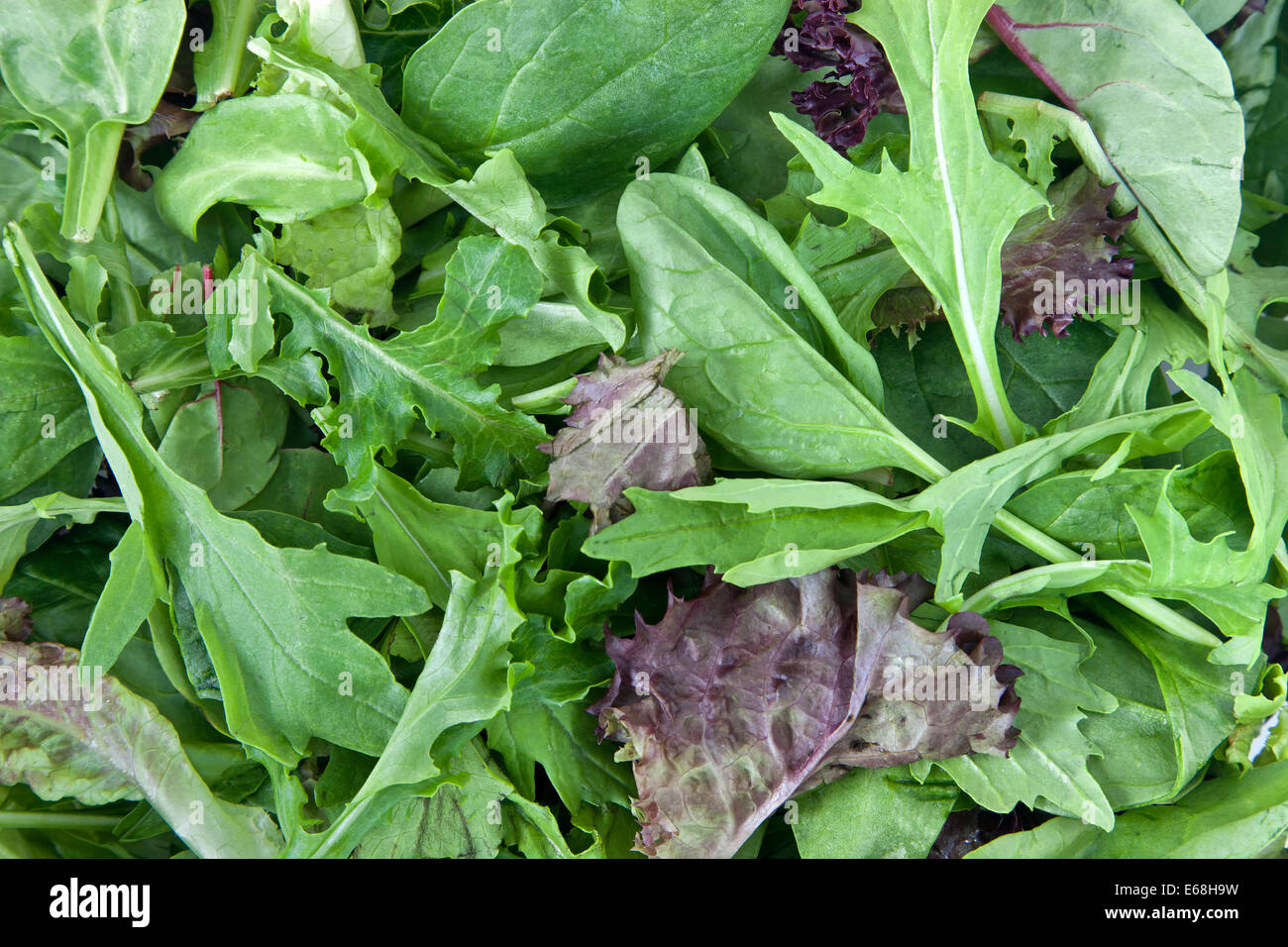 Laitue bio 'baby' 'Spring' mélange de salades. Banque D'Images