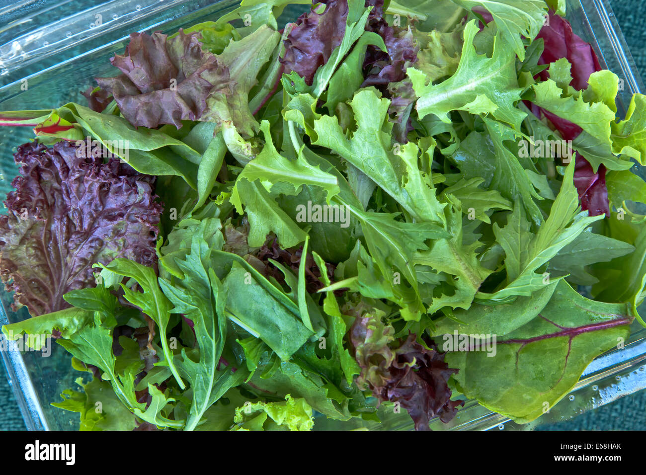 'Organique' salade de laitue bébé printemps mélange. Banque D'Images