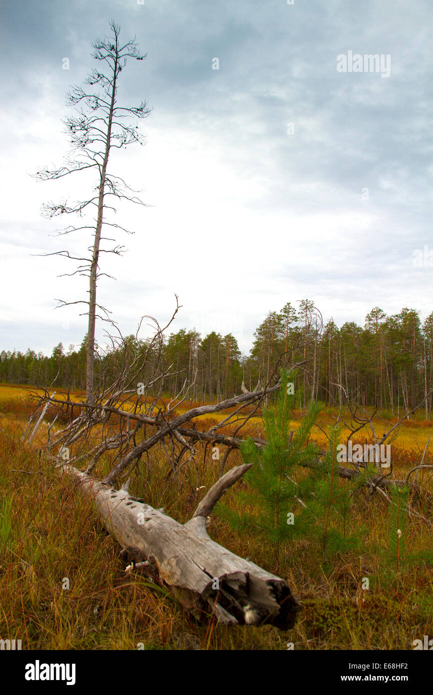 La Sibérie forêts.Yamal Banque D'Images