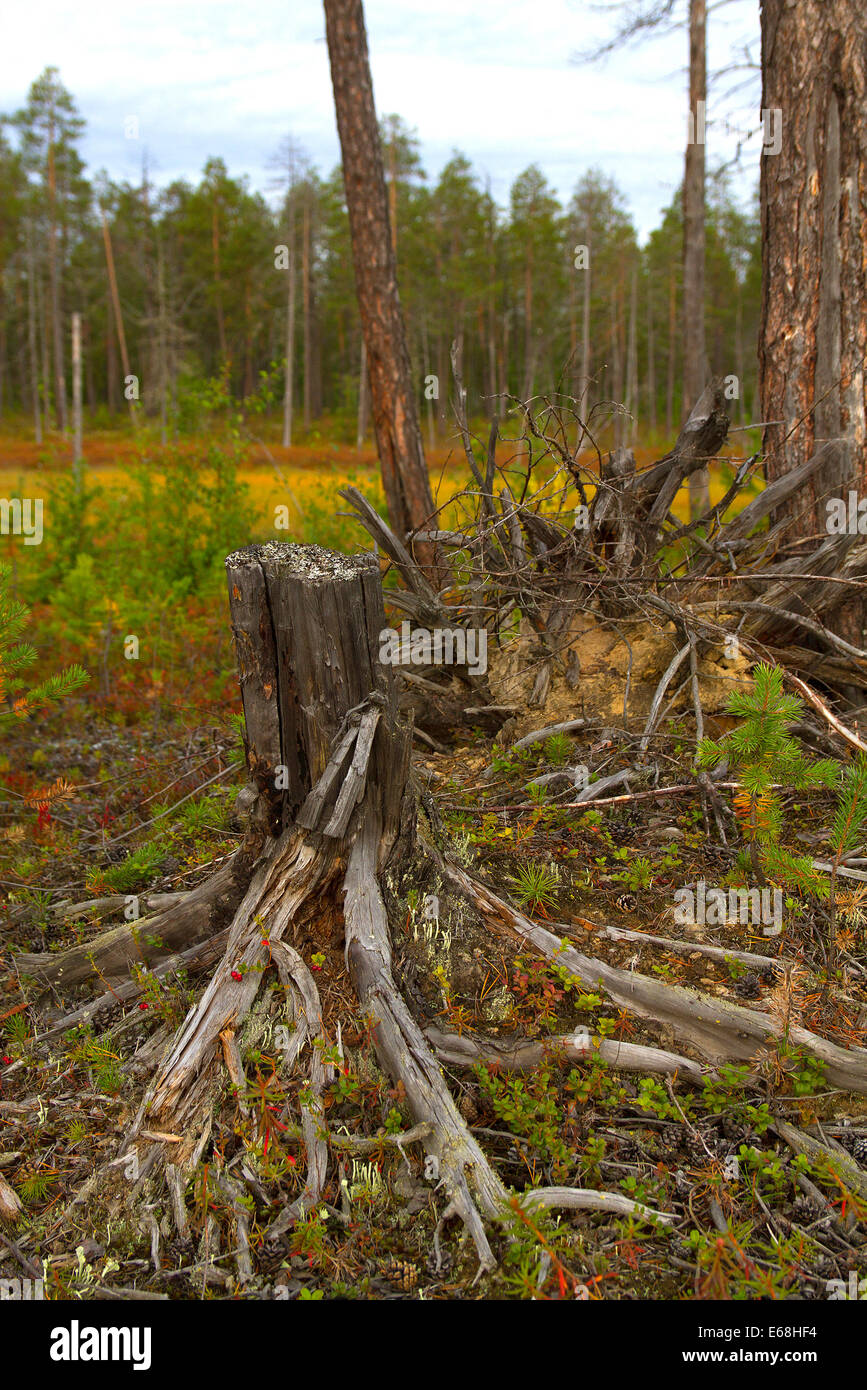 La Sibérie forêts.Yamal Banque D'Images