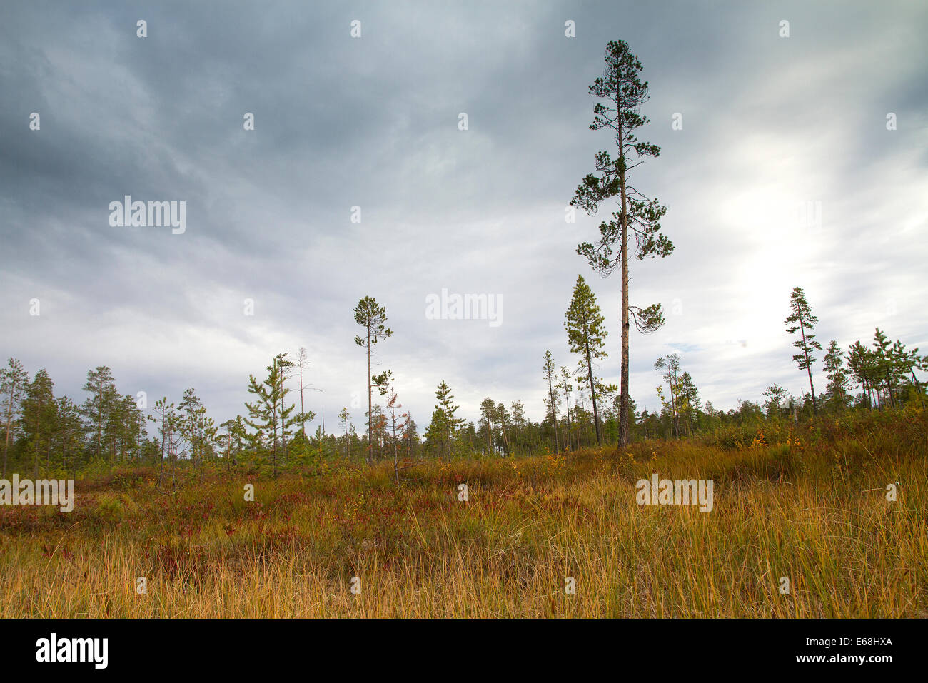 La Sibérie forêts.Yamal Banque D'Images