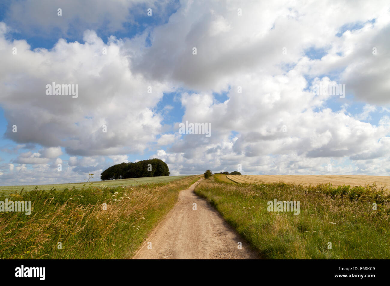 Le chemin de Ridgeway à Hackpen Hill, sur la Marlborough Downs dans le Wiltshire, Angleterre. Banque D'Images