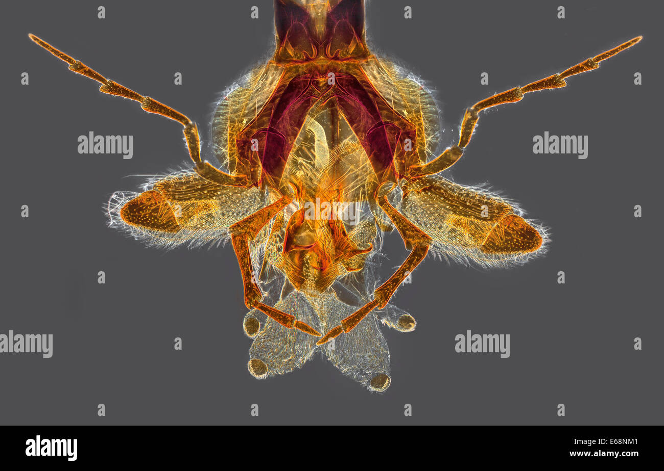 Pièces buccales Hornet, darkfield photomicrographie Banque D'Images