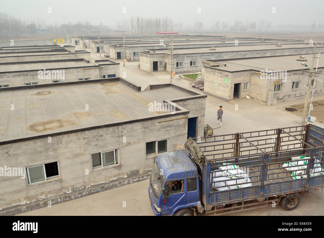 Ferme porcine de 10 Yushan Yutian, Tangshan, province de Hebei, Chine. 26-Mar-2014 Banque D'Images