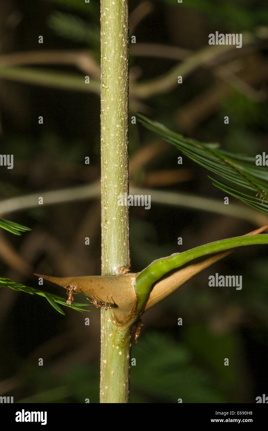 Colonie de fourmis Pseudomyrmex vivant dans un mégaphone acacia. Les fourmis défendent l'arbre ; un excellent exemple de mutualisme. Banque D'Images