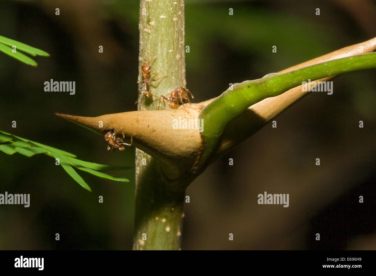 Colonie de fourmis Pseudomyrmex vivant dans un mégaphone acacia. Les fourmis défendent l'arbre ; un excellent exemple de mutualisme. Banque D'Images