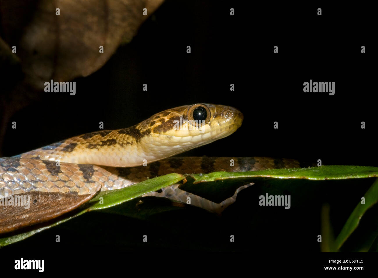 Le nord de cat-eyed snake (Leptodeira septentrionalis). Photographié au Costa Rica. Banque D'Images