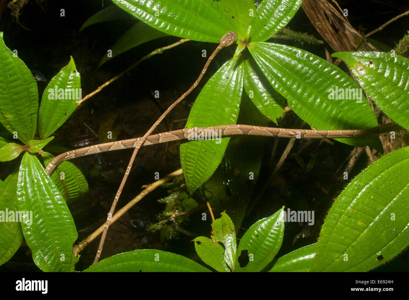 Vue de dessus d'une tête extrêmement mince blunt-Imantodes cenchoa (serpent). Photographié au Costa Rica. Banque D'Images