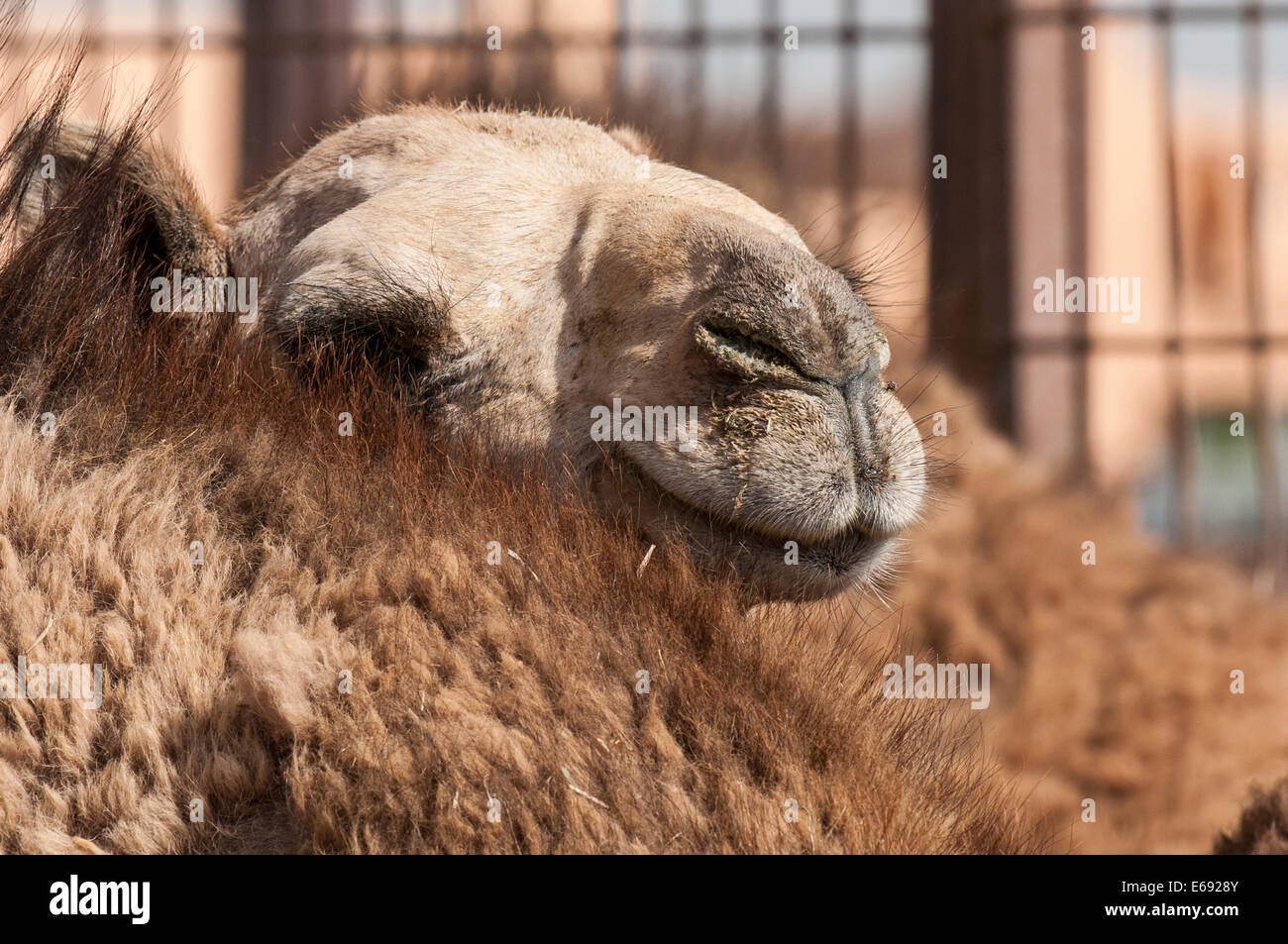 Les chameaux au marché aux chameaux à Al Ain près de Dubaï, Emirats arabes unis (EAU). Banque D'Images