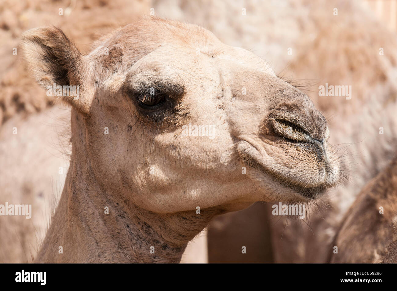 Les chameaux au marché aux chameaux à Al Ain près de Dubaï, Emirats arabes unis (EAU). Banque D'Images