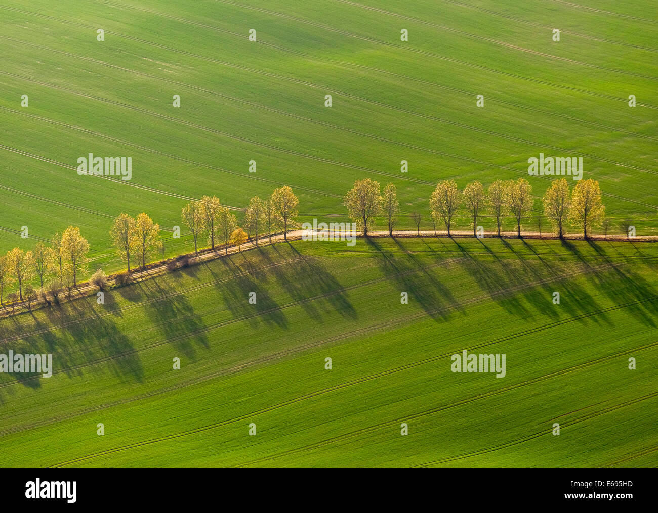 Vue aérienne, country road, avenue bordée d'entre les champs verts, Stavenhagen, Mecklembourg-Poméranie-Occidentale, Allemagne Banque D'Images