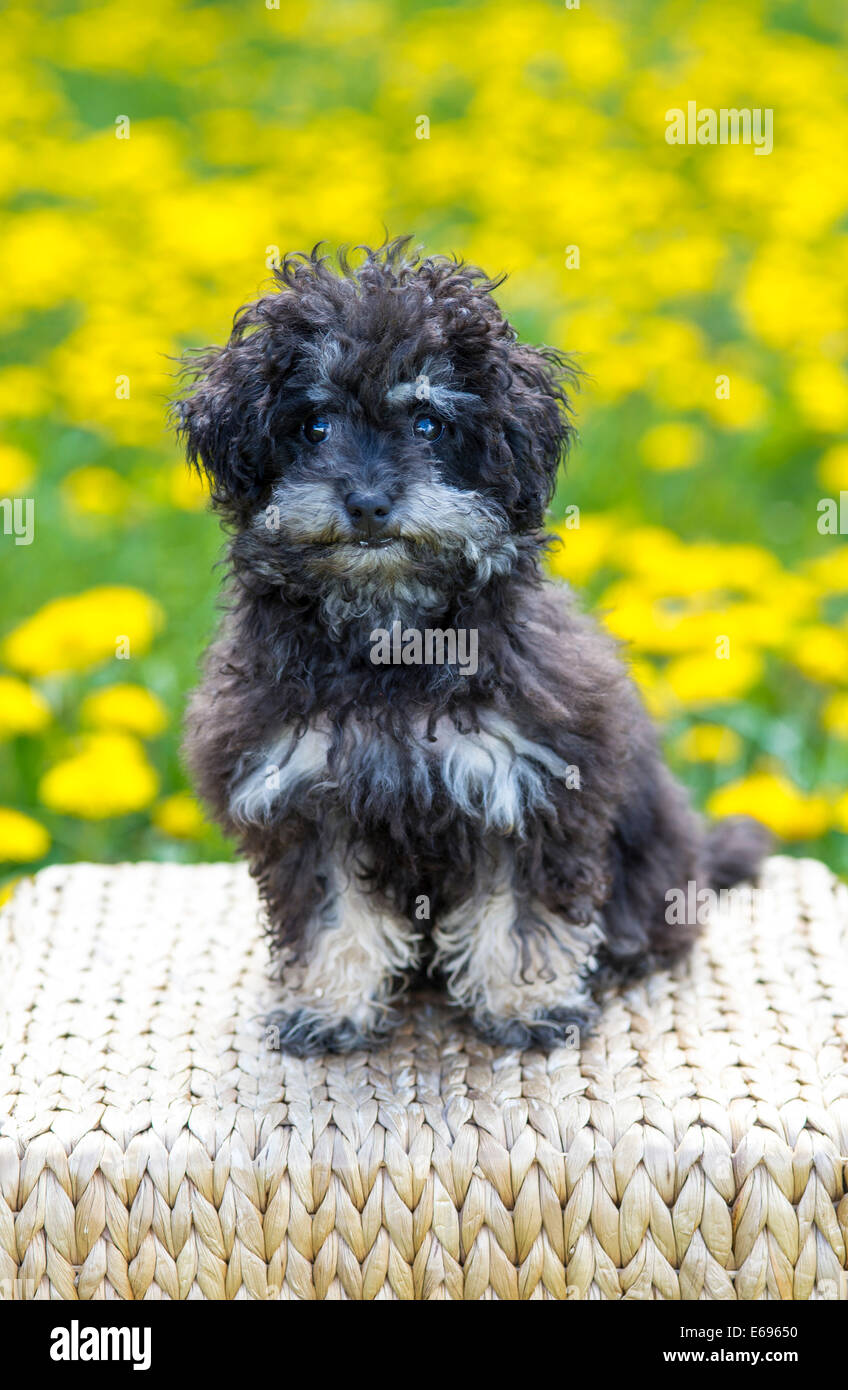 Teacup poodle Banque de photographies et d images haute
