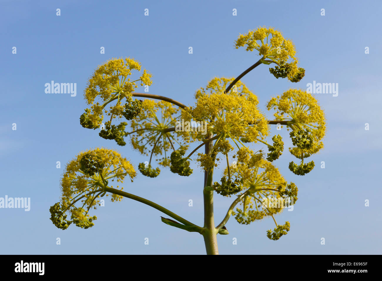 Fenouil géant (Ferula communis), province de Messine, Sicile, Italie Banque D'Images