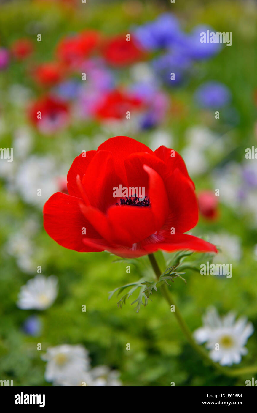 Anémone de pavot ou Espagnol Marigold (Anemone coronaria), Keukenhof, Lisse, Hollande méridionale, Pays-Bas Banque D'Images
