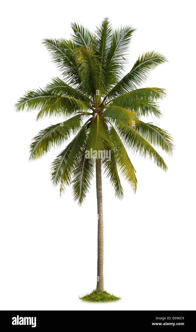 Coconut palm tree isolé sur fond blanc Banque D'Images