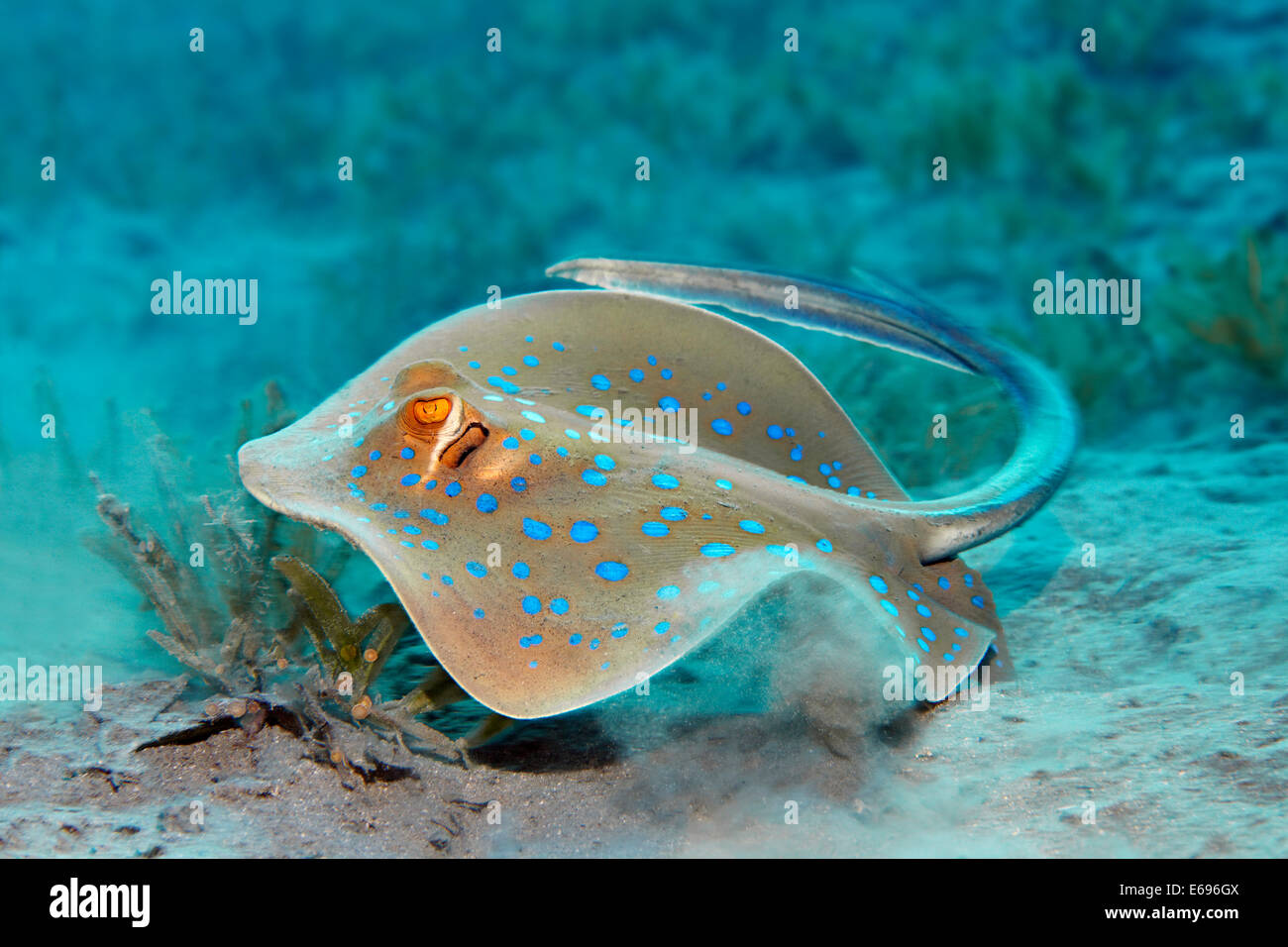 Ribbontail Bluespotted (Taeniura lymma) Ray, Makadi Bay, Mer Rouge, Hurghada, Egypte Banque D'Images