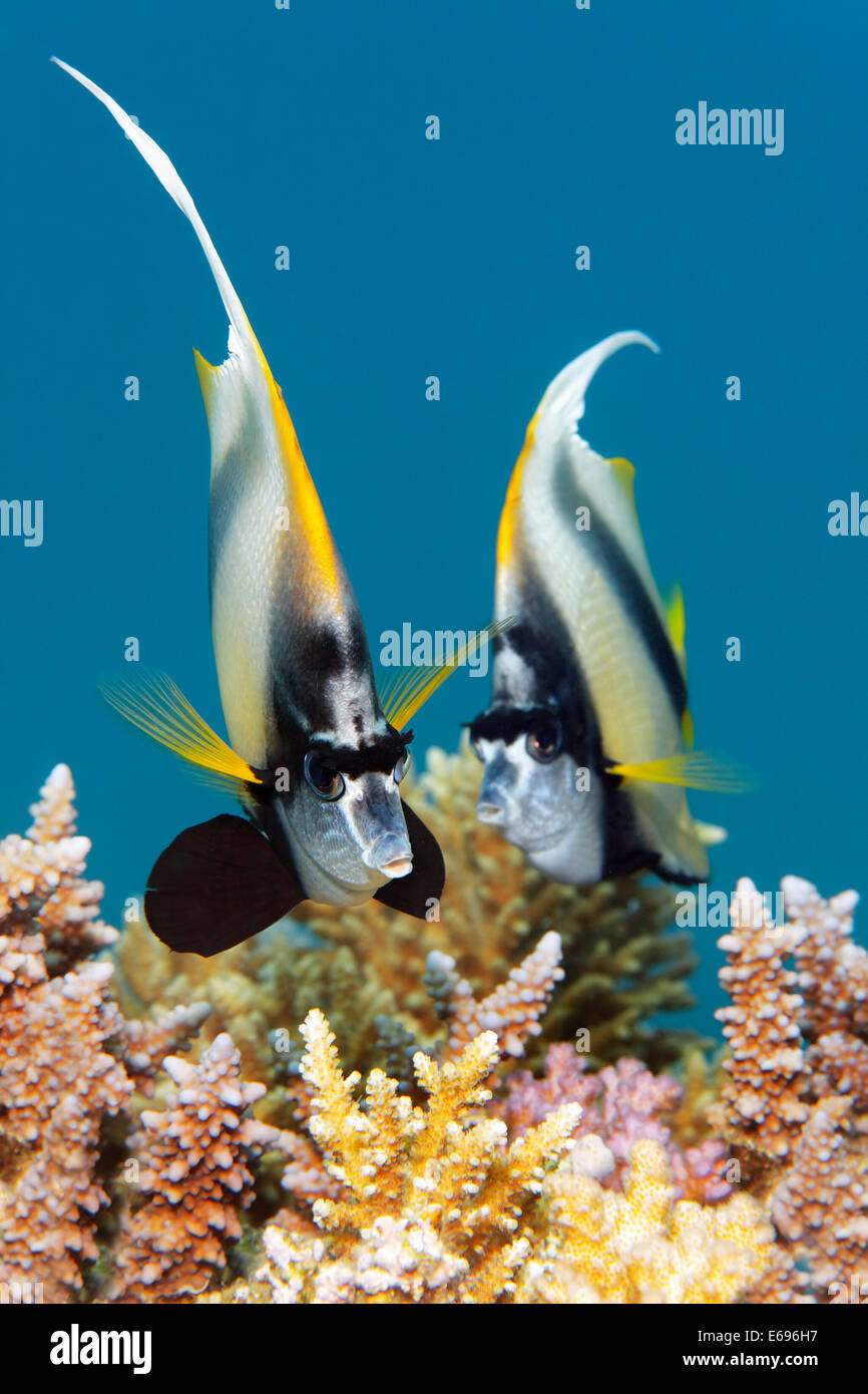 Deux Red Sea bannerfish (Heniochus intermedius) sur les récifs coralliens, Makadi Bay, Mer Rouge, Hurghada, Egypte Banque D'Images