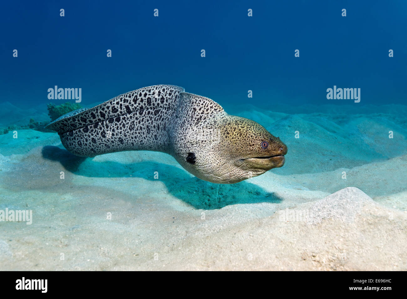 Murène Gymnothorax javanicus (géant) dans le sable, Makadi Bay, Mer Rouge, Hurghada, Egypte Banque D'Images