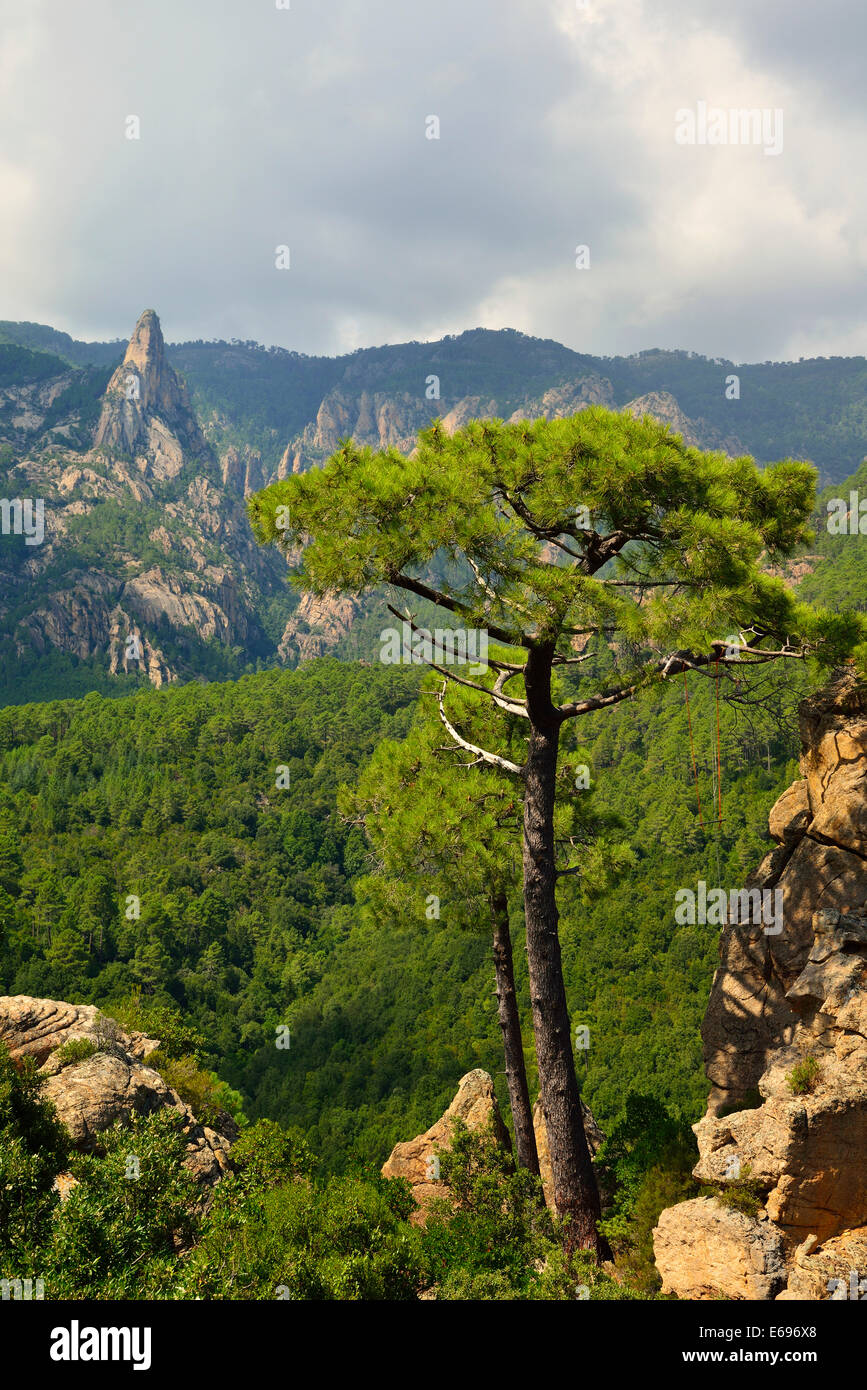 Pin (Pinus nigra laricio) sur le Col de Bavella, Corse, France Banque D'Images