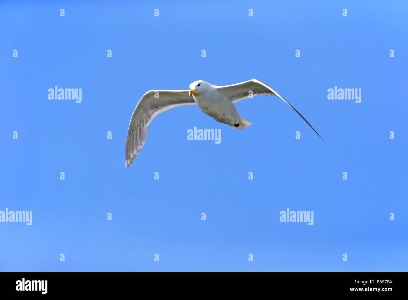 Western Gull (Larus occidentalis) adulte, vol, Brooks River, Katmai National Park et préserver, Alaska, United States Banque D'Images