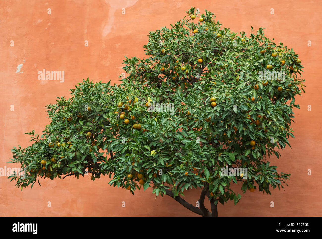 L'Orange amère ou Orange de Séville (Citrus aurantium x) dans le jardin de l'Alcazar Alcubilla de Séville, Séville province Banque D'Images