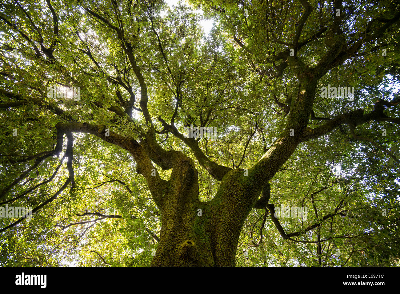 Très vieux chêne vert (Quercus ilex), jardins de la Villa Melzi, Bellagio, province de Côme, Lombardie, Italie Banque D'Images