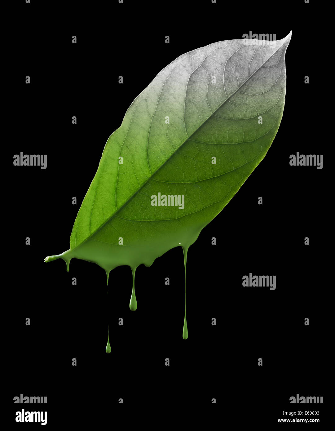 Chute de couleur vert feuille, les dommages à l'environnement notion Banque D'Images