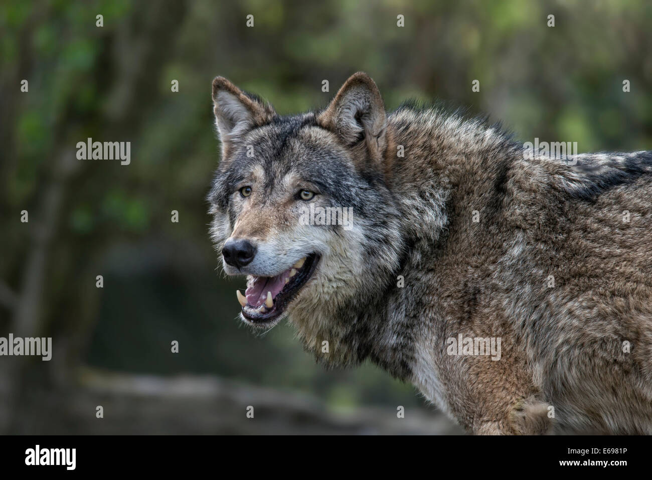 Le loup (Canis lupus), comté de Jämtland, Suède Banque D'Images