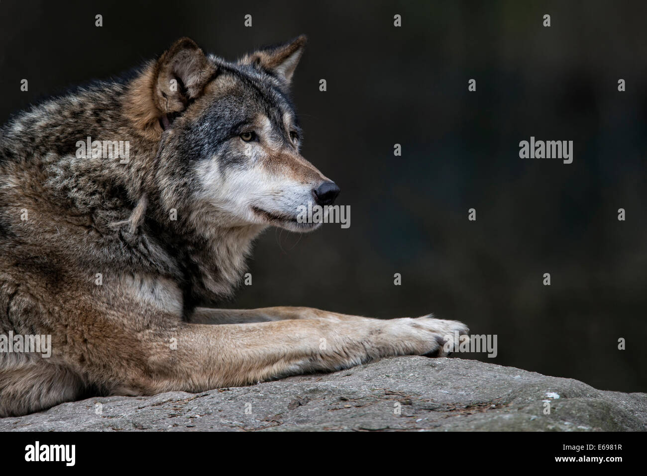 Le loup (Canis lupus), comté de Jämtland, Suède Banque D'Images