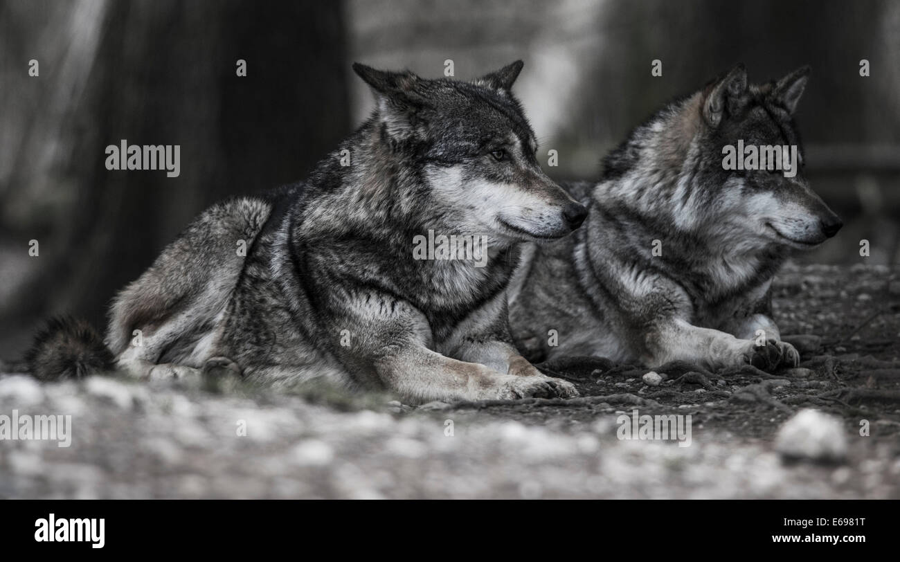 Deux couché le loup gris (Canis lupus), comté de Jämtland, Suède Banque D'Images