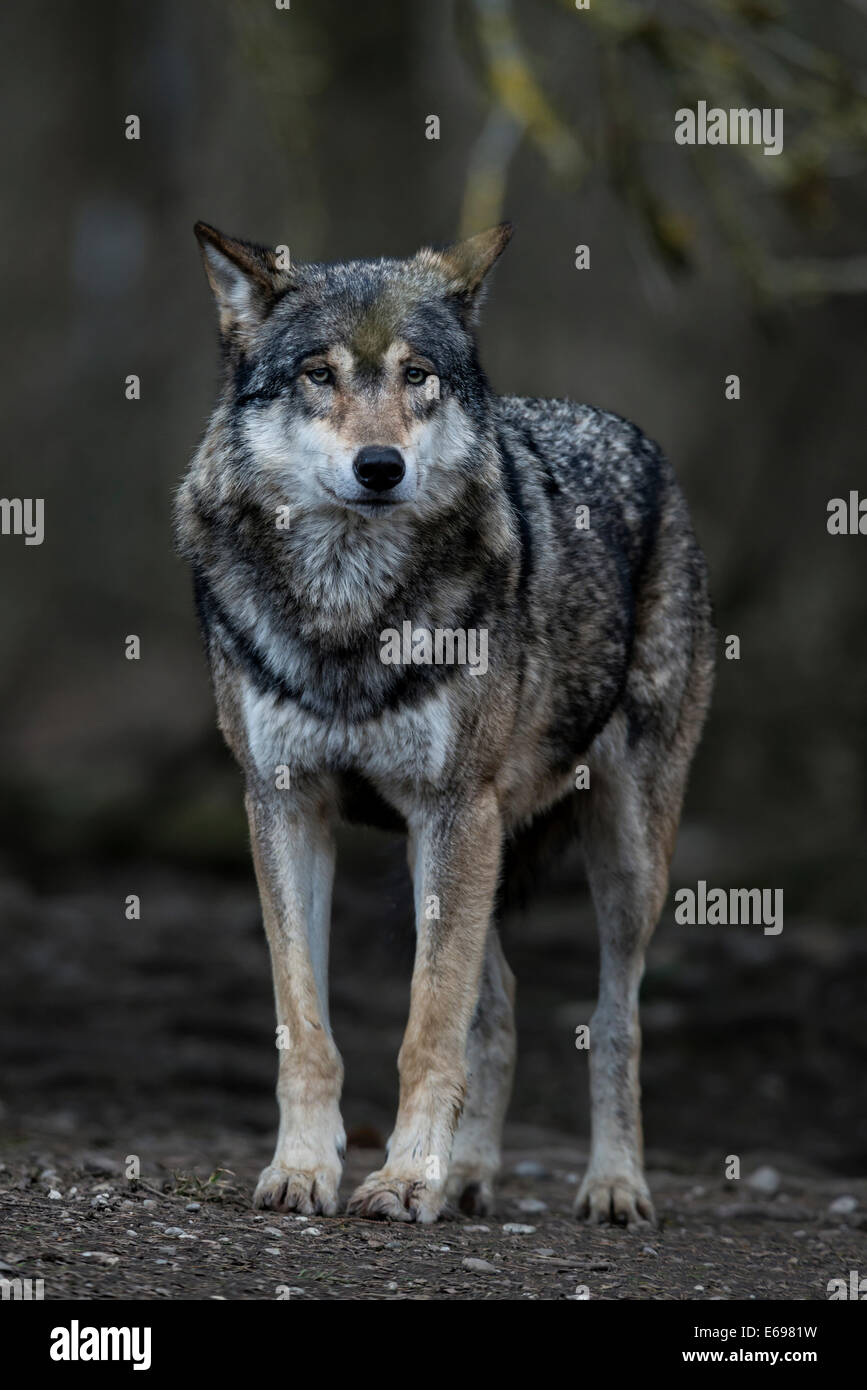 Le loup (Canis lupus), comté de Jämtland, Suède Banque D'Images