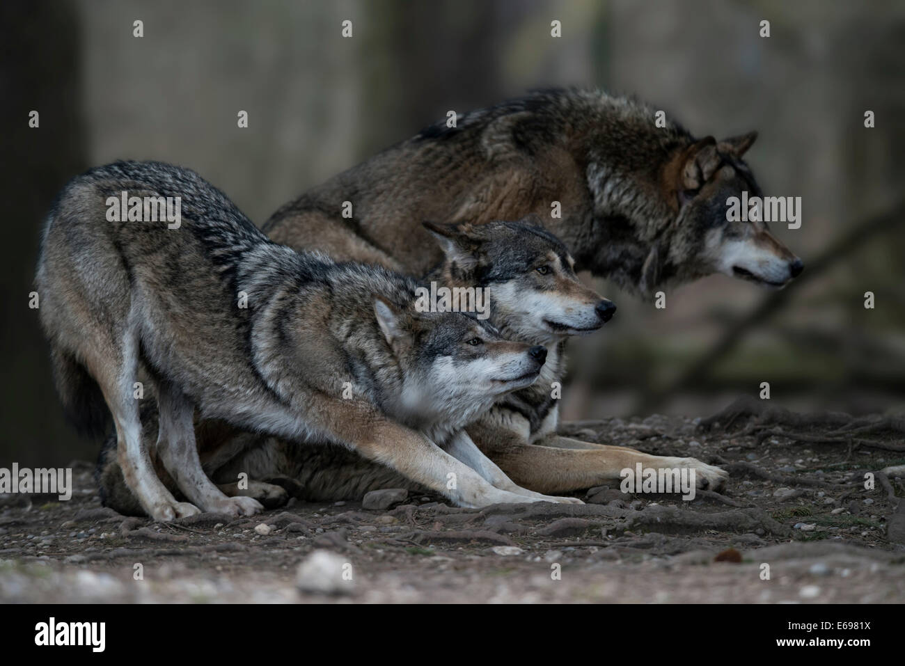 Trois loups gris (Canis lupus), comté de Jämtland, Suède Banque D'Images