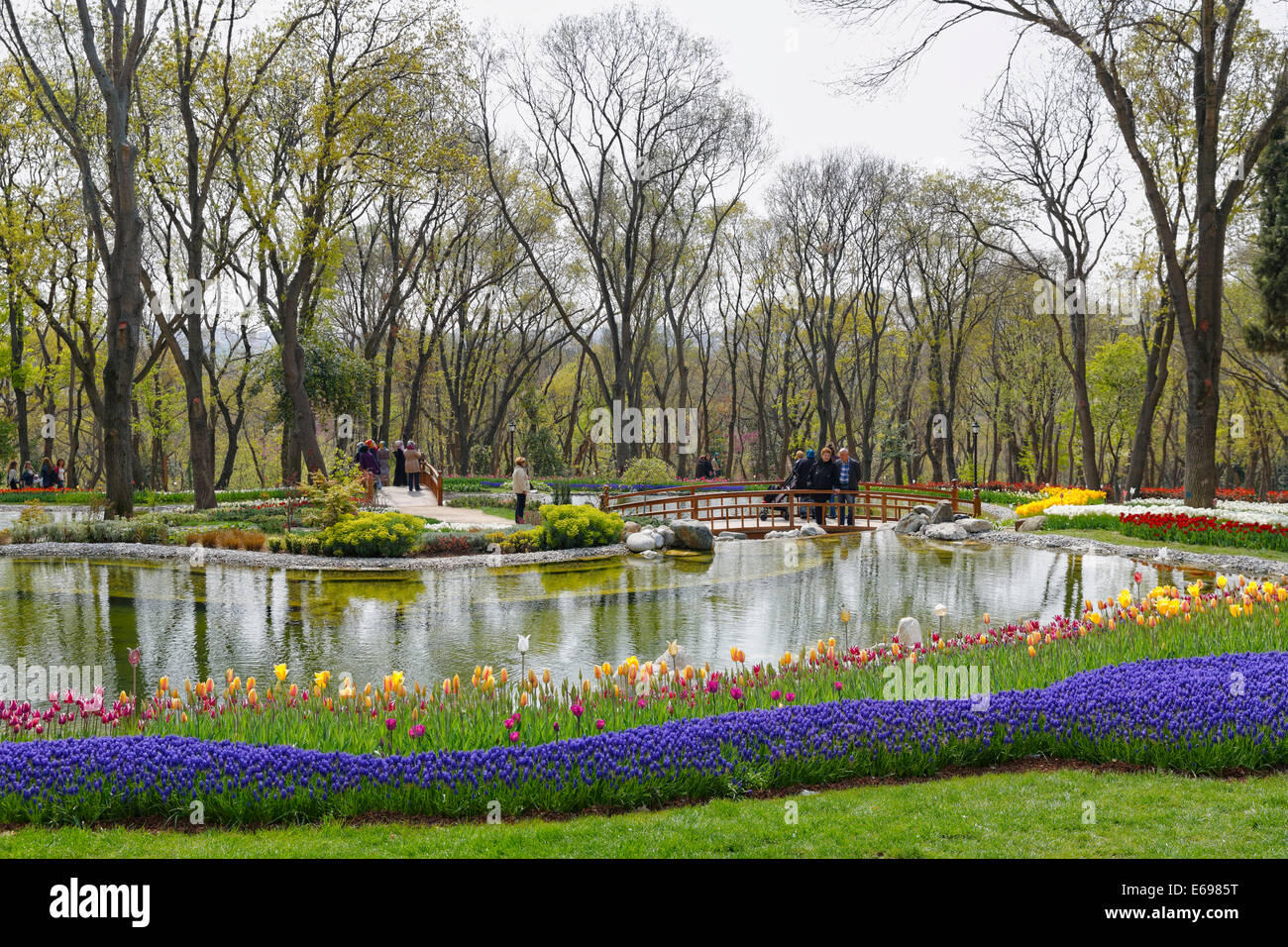 Tulipes et Muscaris en fleurs, Festival des tulipes, parc Emirgan Korusu, Emirgan, Emirgan, Istanbul, côté Européen Banque D'Images